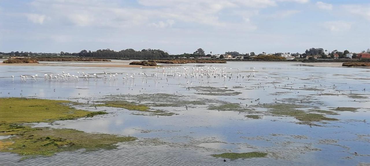 Villa Sancti Petri Chiclana de la Frontera Exteriér fotografie